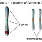 LocationOfGenes