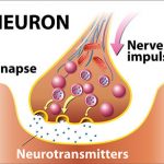 neurotransmitters